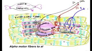 Functions of Muscle Spindles Intrafusal fibers [upl. by Winifred]