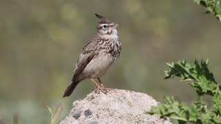 Crested lark singing [upl. by Hgielrac]