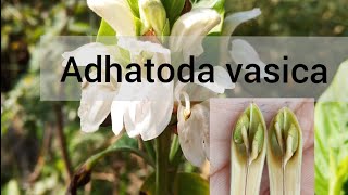 AyurvedaPlant अडूसा Adhatoda vasica Basic Medicinal and morphological description [upl. by Artinek]