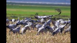 FischlandDarßZingstNaturbeobachtungen im Herbst [upl. by Lan392]