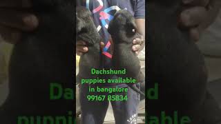 Dachshund puppies available in bangalore 99167 85834 [upl. by Pros153]