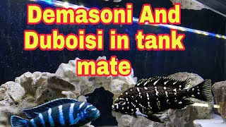 Duboisi chiclid and demasoni chiclid in tank mate [upl. by Abbotson]