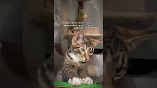 Les animaux sont si purs 💚 animals cat dog love tiktok subscribe viralvideo shorts [upl. by Peppard]