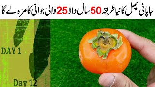 Japani Phal Persimmon Homemade Recipe By MrDesi  Amlok Milkshake Recipe [upl. by Thaddus155]