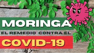 MORINGA la planta MILAGROSA 🌱 moringa y sus beneficios SUBIR LAS DEFENSAS CONTRA LOS VIRUS [upl. by Flavia]