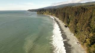 Rainforests in Vancouver island  Carmanah Walbran Provincial Park [upl. by Nimar]