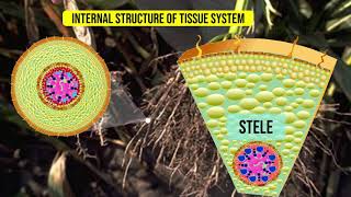 Internal Structure of the Monocot roots  Maize root [upl. by Enneiviv]