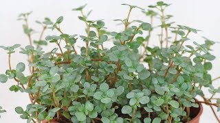 Pilea glauca  libanensis Gray Artillery Plant [upl. by Eiffub]