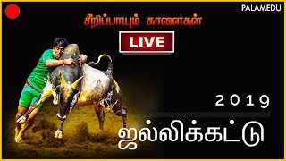 Palamedu Jallikattu 2019  Madurai [upl. by Eade711]