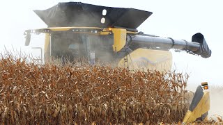 New Holland CR11 Harvesting Corn with 16row corn head at Farm Progress Show 2024  Big Farming [upl. by Llemij]