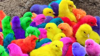 Tangkap Ayam Lucu Ayam Warna Warni Ayam Rainbow Bebek Angsa Ikan Hias Hamster Kelinci Kura [upl. by Etnauj]