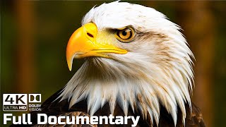 The Bald Eagle  Master of the Sky  Wild Animals Documentary 4K With Calming Music [upl. by Ierna]