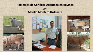 ⭐ Hablemos de Genetica Adaptada en Bovinos 🐮 con Merilio Montero Urdaneta [upl. by Ignatz]