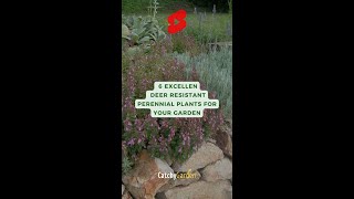 Best 6 Excellent Deer Resistant Perennial Plants For Your Garden 🌸🌷 short shorts [upl. by Gabriell359]