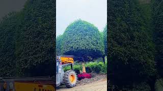 The process of digging ornamental trees by machine [upl. by Cassandre621]