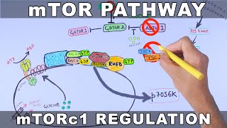 mTOR Pathway and its Regulation [upl. by Wallford]