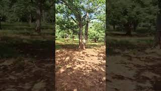 Kapok Tree Plant  പഞ്ഞി മരം തോട്ടം youtube reels koposplayer nature keralavibes honey [upl. by Vassily586]