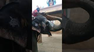 Andal  Srirangam Temple elephant enjoying peanuts taravenkatesh [upl. by Jerrilee]