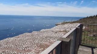 Colonie de fous de Bassan de lîle Bonaventure à Percé au Québec [upl. by Saree]