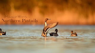 A Minute of Wildlife  Northern Pintails [upl. by Pandich368]