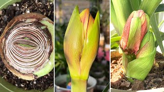 99 People Dont Know This The Secret to Amaryllis Flower Buds Turn on CC [upl. by Varini]