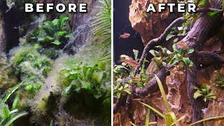 How to Use Hydrogen Peroxide to Save Plants from a Tank Overrun by Algae [upl. by Ahcilef]