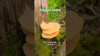 Le Polypore Soufré 👌 nature champignons forêt [upl. by Ambrosine]