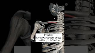 subclavius muscle with origin insertion nerve supply anatomy nervesupply muscle [upl. by Eliason]