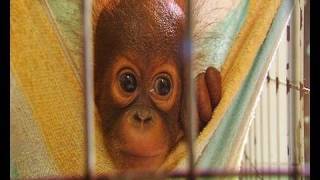 Tiny baby orangutan orphans [upl. by Ahsienet993]