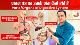 FullVideo➡️Parts of Digestive SystemEsophagus Stomach Intestine Liver  पाचन तंत्र एवं उसके अंग [upl. by Eiramnwad901]