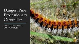 DANGER PINE PROCESSIONARY CATERPILLAR  A WEE BEASTIE WITH A LOT OF ATTITUDE [upl. by Aicinat]