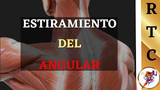 El MEJOR Estiramiento PARA la tortícolisprovocada por el músculo Angular del omóplato [upl. by Divaj797]