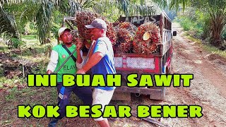 ANGKAT BUAH SAWIT JUMBO SAMPAI DUA ORANG [upl. by Nitsej]