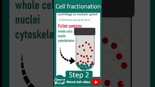 Cell fractionation explained in 1 minutes  Cell bio in 1 minute series [upl. by Nowtna]