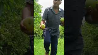 చెట్లకు పండిన రకరకాల మామిడి పళ్ళు A variety of mangoes grown on trees  mango fruits [upl. by Sydalg]