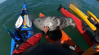 PHCC Anglesea 24 SOUTH AND NORTH STACKSEAL [upl. by Mobley684]