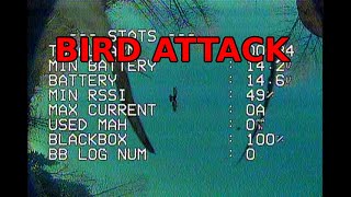 SKYZONE COBRA SD DVR BIRD ATTACK [upl. by Neladgam]