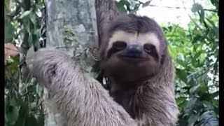 Sloth waves and smiles to man that helps him cross the street [upl. by Kelcie]