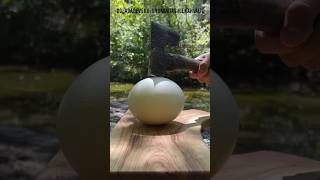 Breakfast with Ostrich Eggs in Nature Dutch oven Ostrich eggs outdoorcooking wildcooking [upl. by Ycnahc]