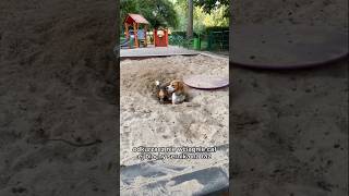 😂😂😂 shots beagletv beagle puppy pets funny humor cute shorts [upl. by Syst]