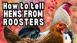 How To Tell Hens amp Roosters Apart EASY ID GUIDE [upl. by Hazeefah]