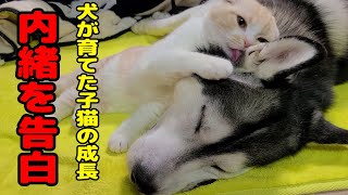 内緒にしてたことをお話しします。ハスキー犬達が育てた子猫の4か月の成長 [upl. by Nide159]