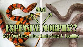 2023 CORN SNAKE PRICES Single Morphs [upl. by Notyalc]