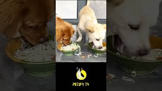 Dog Channel Youtube Viral shorts youtube youtuebshrts [upl. by Trinette]