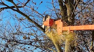 Circular Saw for TREES Fastest Way Yet to Cut HIGH Limbs [upl. by Neehcas]