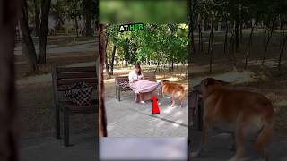 🐕 Dog Started Barking at the Woman 🐾💥 short [upl. by Gnaht]