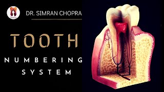 Tooth Numbering System l Dental Anatomy [upl. by Miarzim252]