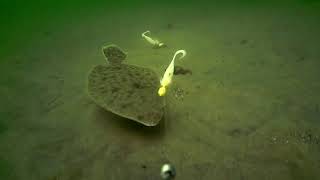 Underwater FlounderFluke Fishing Behavior [upl. by Bascio]