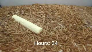 10 000 Mealworms vs Kinder Duplo [upl. by Papagena680]