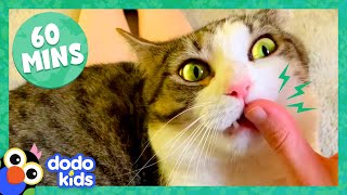 60 Minutes Of Cats And Kittens Being Cute And Silly  1 Hour Of Animal Videos  Dodo Kids [upl. by Oicanata98]